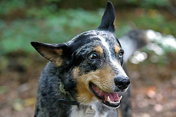 08Ot-Roxy-04i