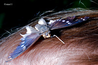 11Ot-Papi-20ic