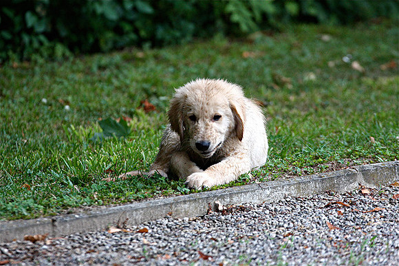 08Ot-Welpen-18i