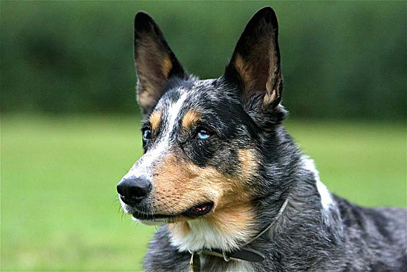08Ot-Roxy-07i